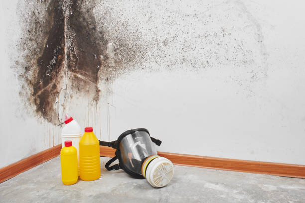 Best Residential Mold Removal  in Minersville, PA