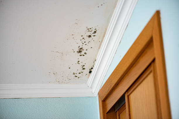Best Crawl Space Mold Removal  in Minersville, PA