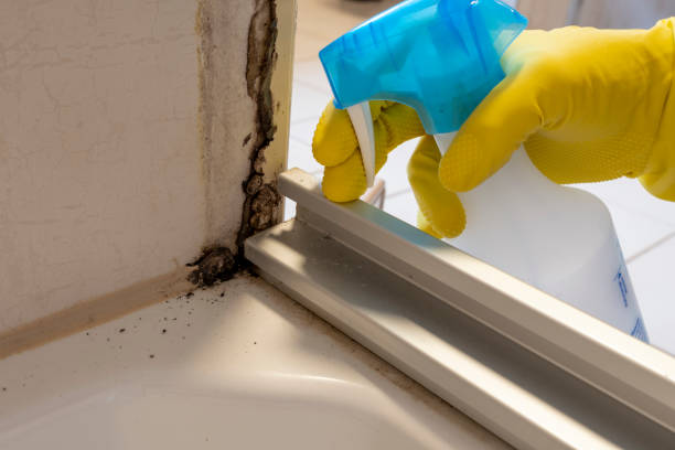 Best Mold Testing  in Minersville, PA