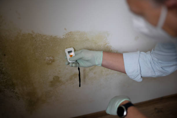 Best Toxic Mold Removal  in Minersville, PA