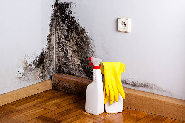 Reliable Minersville, PA Mold Removal Solutions