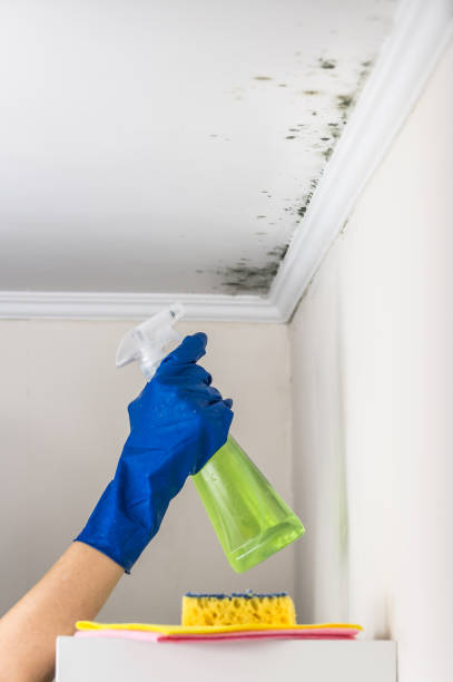 Best Mold Remediation  in Minersville, PA