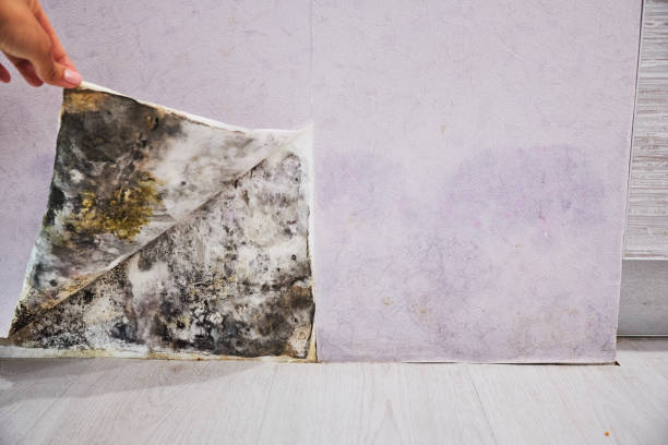 Home Mold Removal in Minersville, PA
